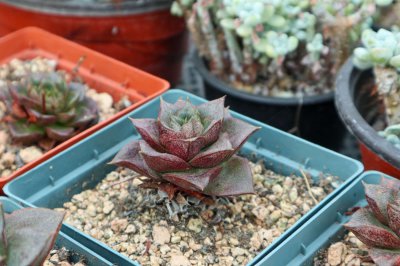 多肉能長(zhǎng)多大 多肉生長(zhǎng)極限全解析